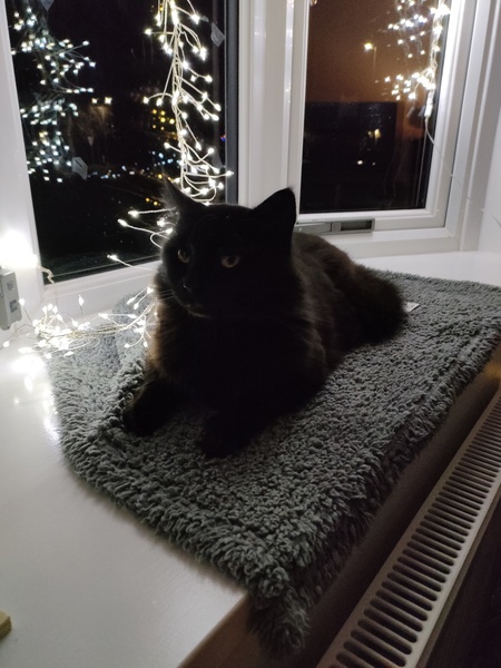 Talk to me re black cats…