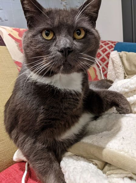 Do I need antibiotics? (bastard cat)