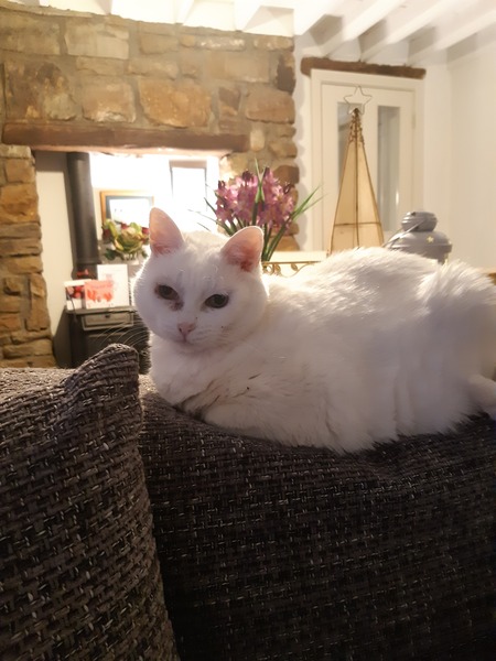 What's your DCat up to today? (Thread 9)