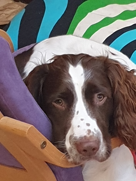 Do you have a Springer? Tell me about them (and adolescence!)