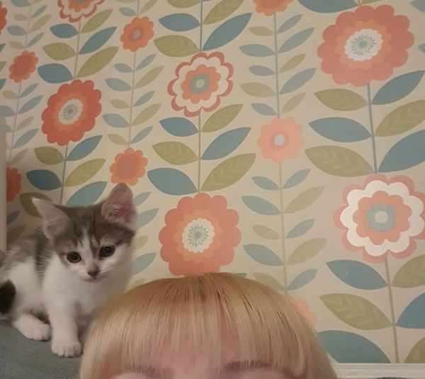 New kittens and needing advice! (Yes, there's a picture!)
