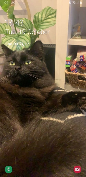 Talk to me re black cats…