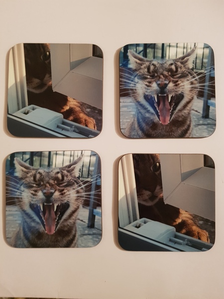 Thug cat part 4.  After all, it's not my Axminster.