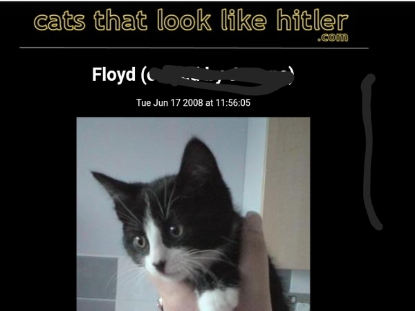 To wonder what your cat/s is called