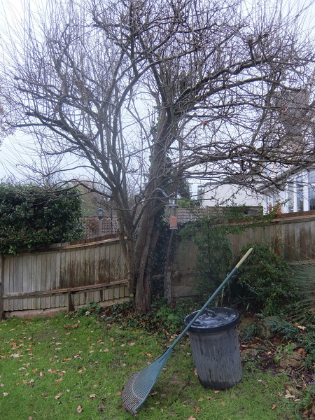 How many outdoor Christmas lights for this tree?