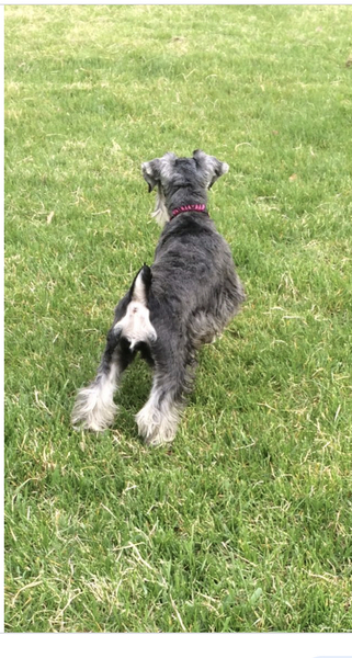 Best small breed for a family