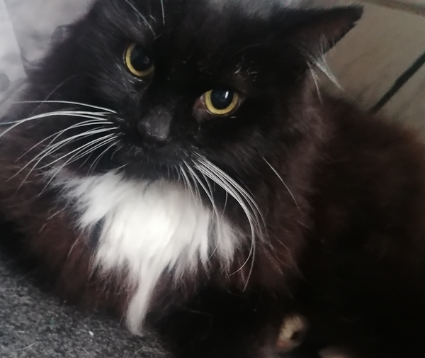 My new cat growls but quite happily laying on me?