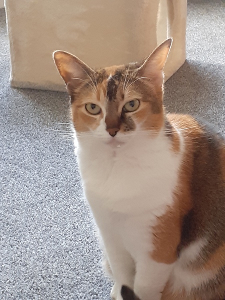 My cat is an arsehole