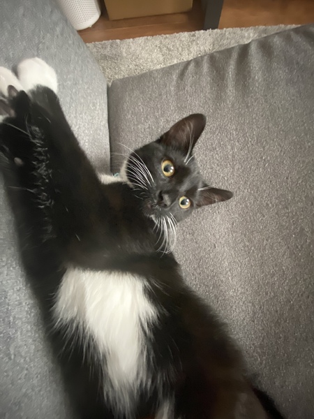 Kitten runny poop