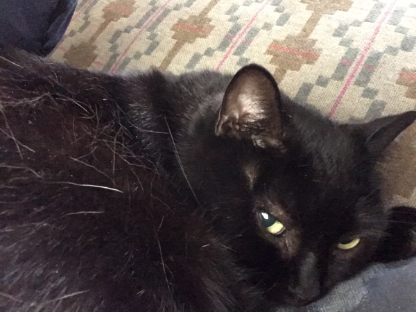 Talk to me re black cats…