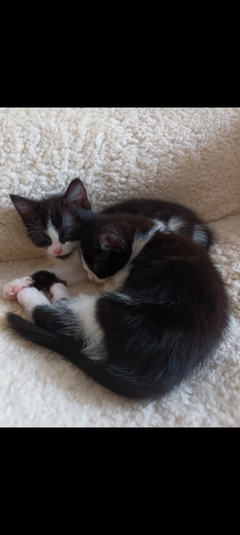 Beautiful kittens *pic included*