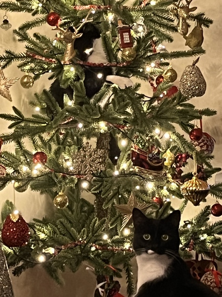 My cat is an arsehole
