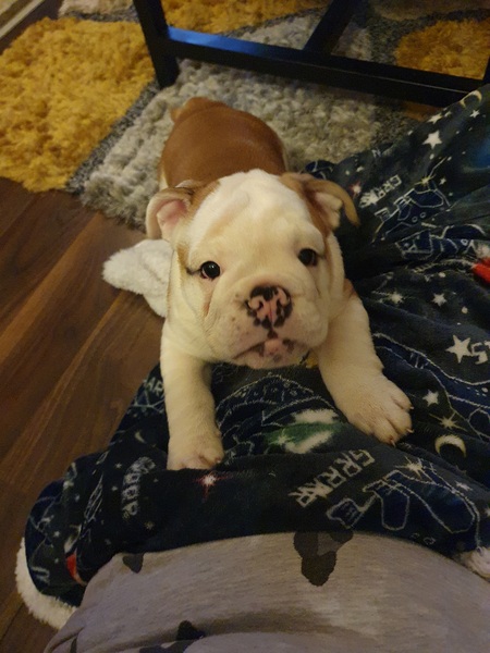 Puppy British Bulldog- currently being cuddled by me whilst wrapped in blanket