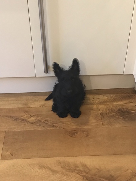 20 week old puppy not letting us know...