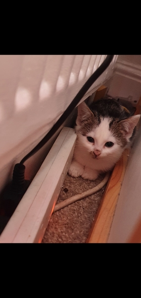 New kittens and needing advice! (Yes, there's a picture!)