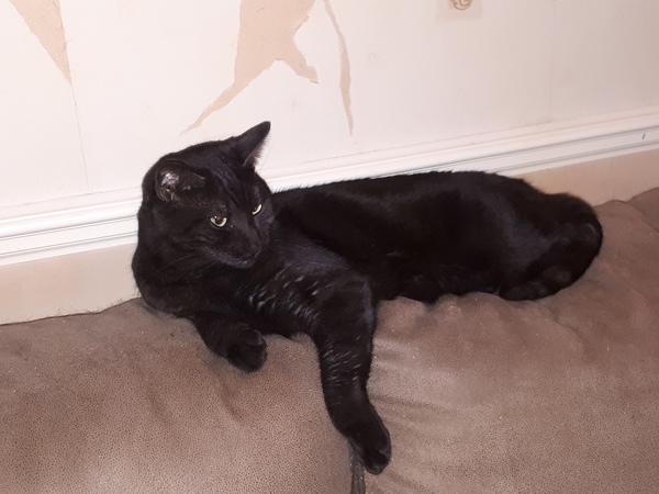 Talk to me re black cats…