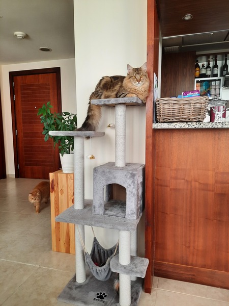 Maine Coons