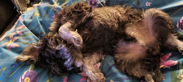 Best small breed for a family