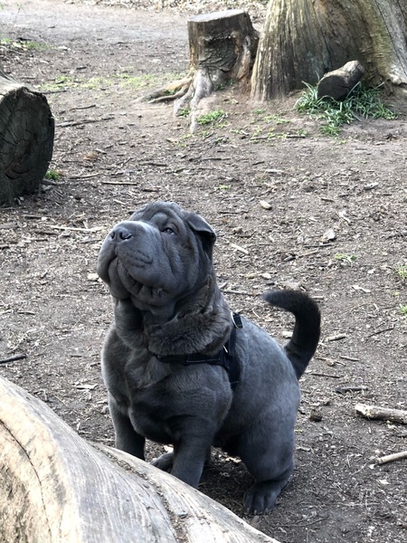 Posh dog breeds (just for fun!)