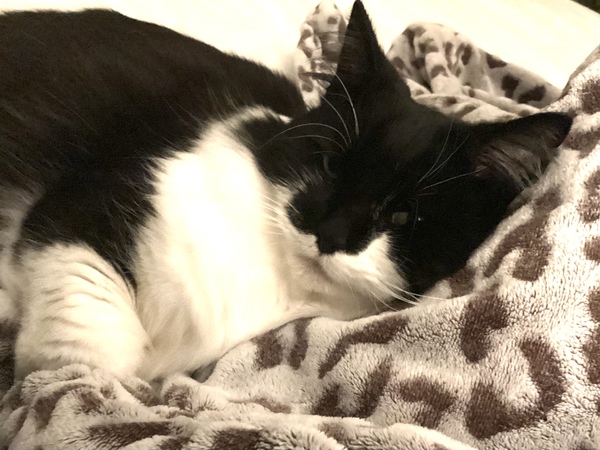Chez Ollie - Free head boops for everyone