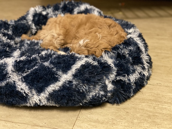 Puppy survival thread. Nov. Read this and buy a hamster instead