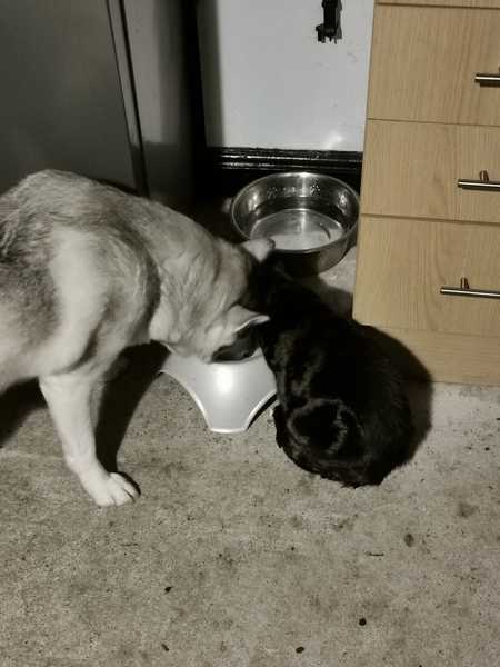 Please help - stuck with puppy and cats 😢