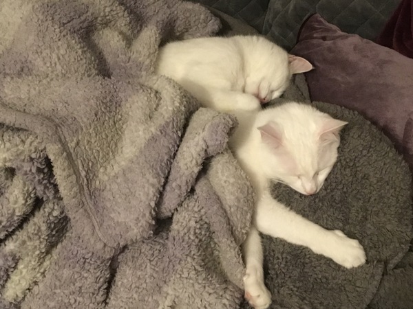 I think I love my cat just a little too much...