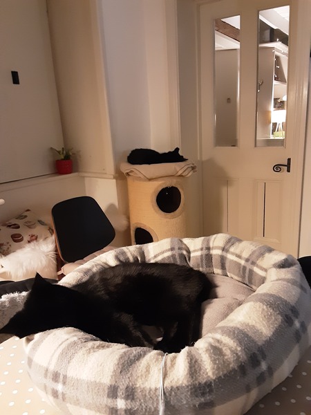 What's your DCat up to today? (Thread 9)