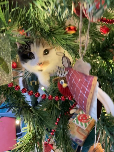 Cats at Christmas 🎄