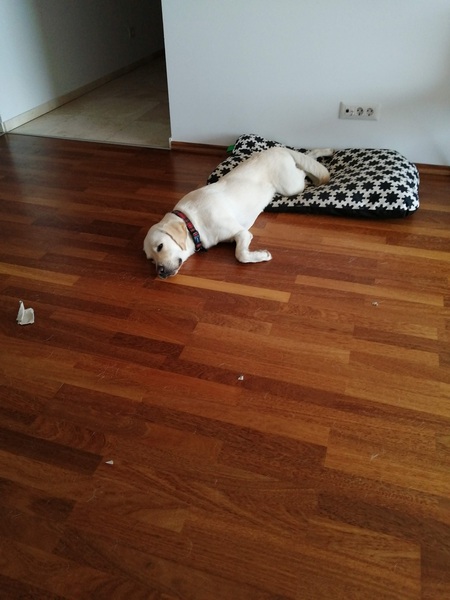 What are your dog's special quirks?