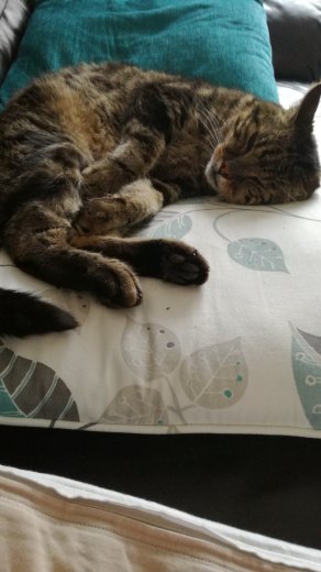 Advice - introducing new feral kitten to cat
