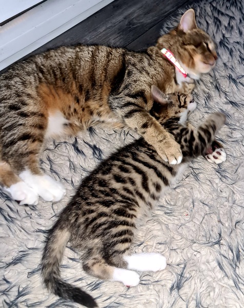 Chez Ollie - Free head boops for everyone
