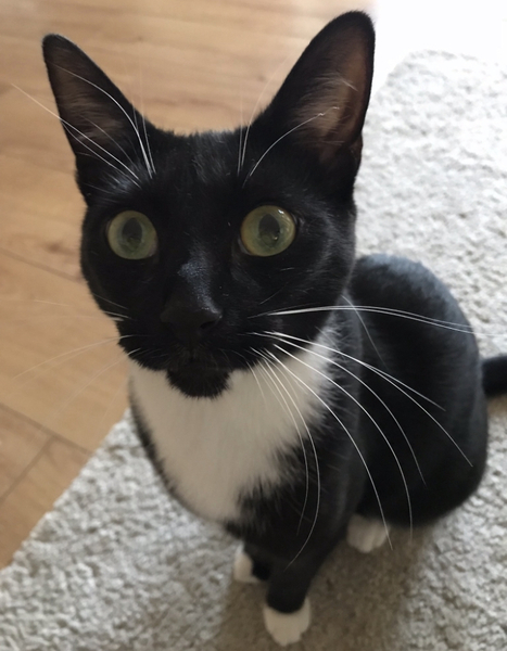 What's your pet called?