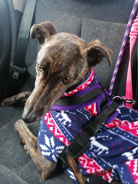 Greyhound (or just general dog) Essentials