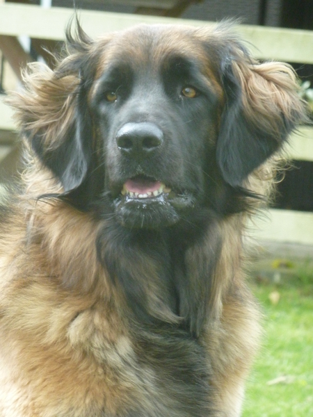 Pedigree dog for brand new dog owners