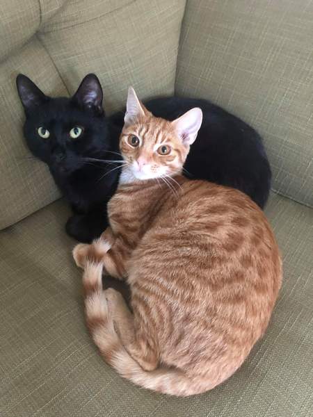 Talk to me re black cats…