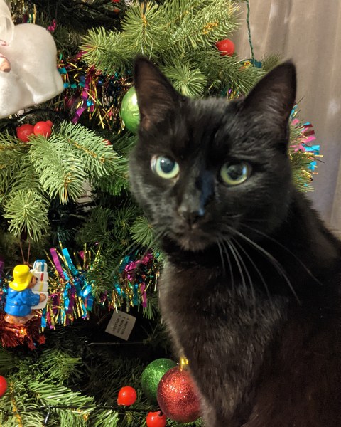 Talk to me re black cats…