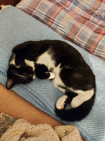 Please share with me!! Pics of your cats and their funniest little quirks!
