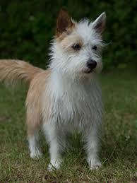 Best small breed for a family