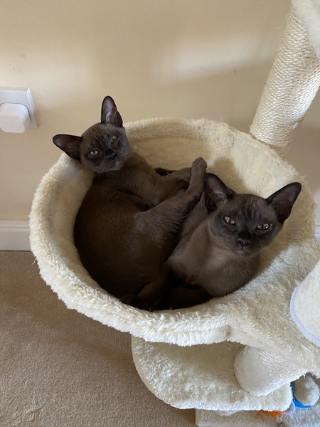 AIBU to shut the kittens out of the kitchen permanently?