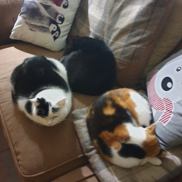 Please share with me!! Pics of your cats and their funniest little quirks!