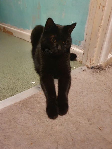 Talk to me re black cats…