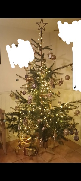 Do we have a show us your tree thread yet?