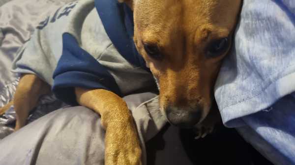 To think dogs don't need clothes