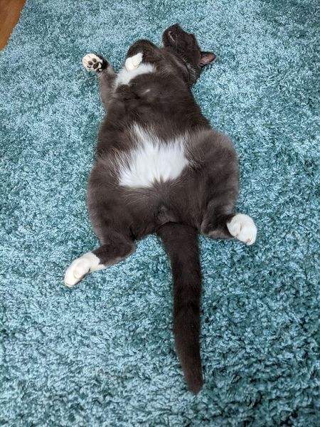 Do I need antibiotics? (bastard cat)