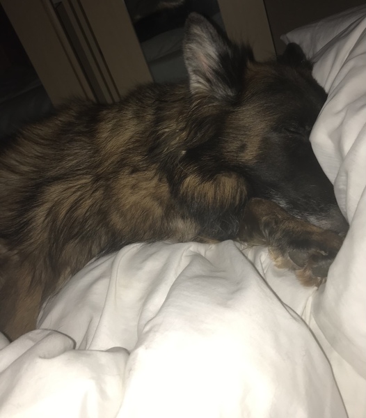 AIBU to refuse puppy in my bedroom?