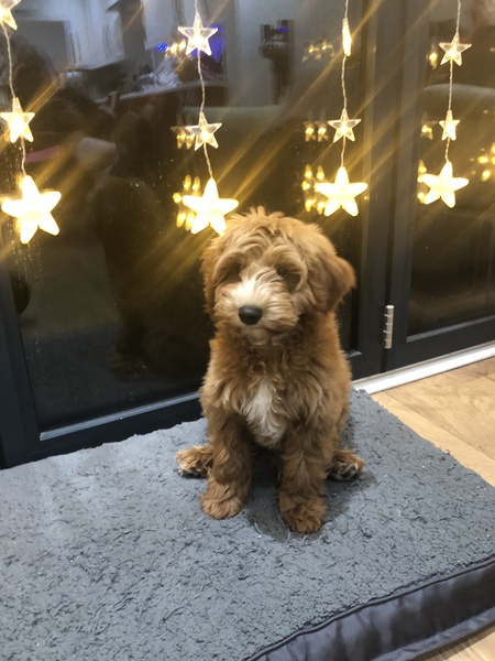 Puppy survival thread. Nov. Read this and buy a hamster instead