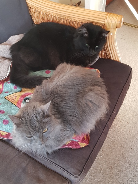Chez Ollie - Free head boops for everyone