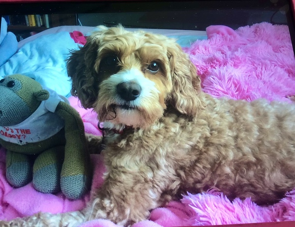 Talk to me about cavapoos (rather than King Charles cav?)