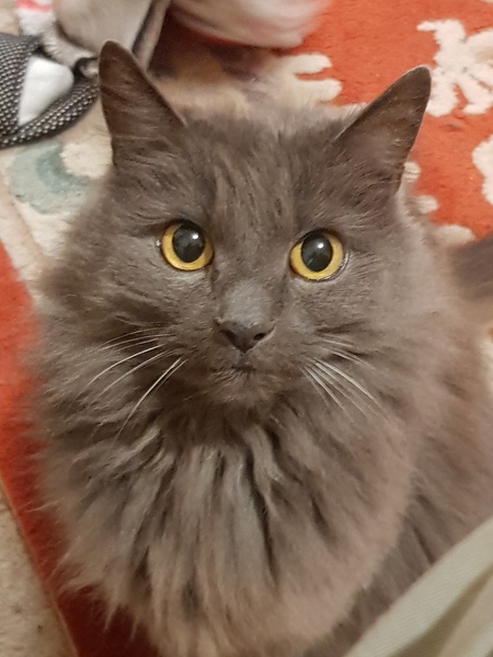 I think I love my cat just a little too much...